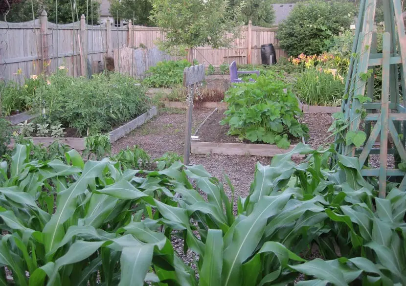 Everything you need to do to create a successful vegetable garden