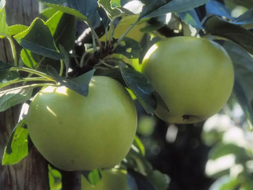 Learn how to replace old apple trees with new trees