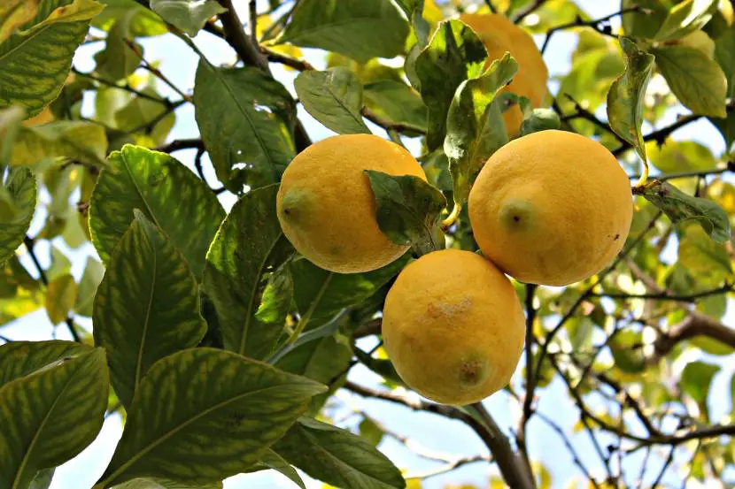 How to care for a lemon tree