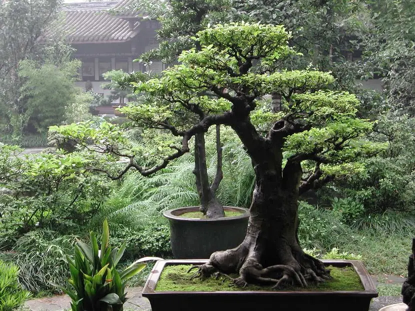 Ideas to have a bonsai at home