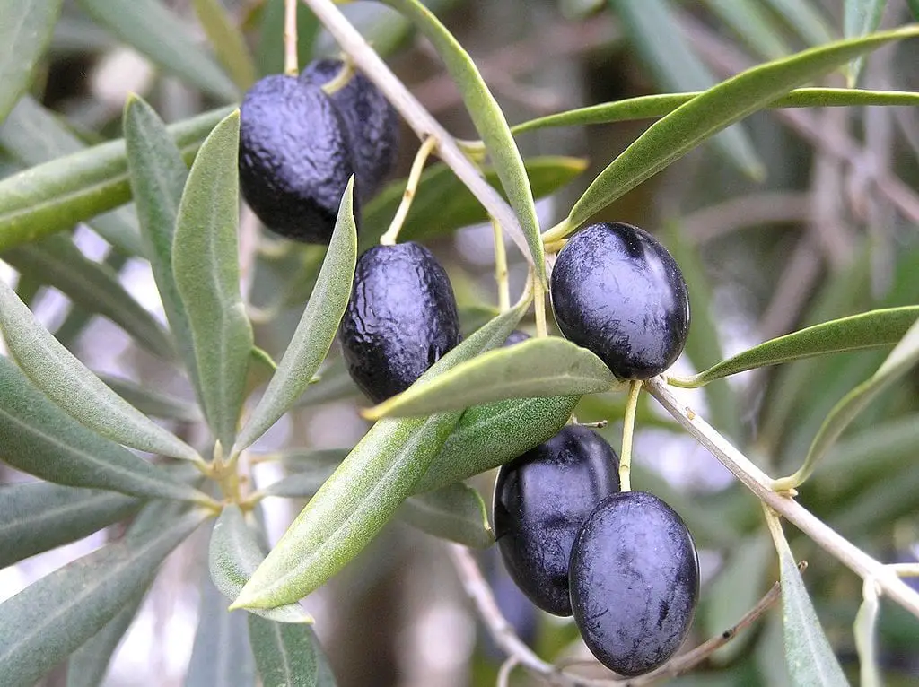 How to dress olives | Gardening On