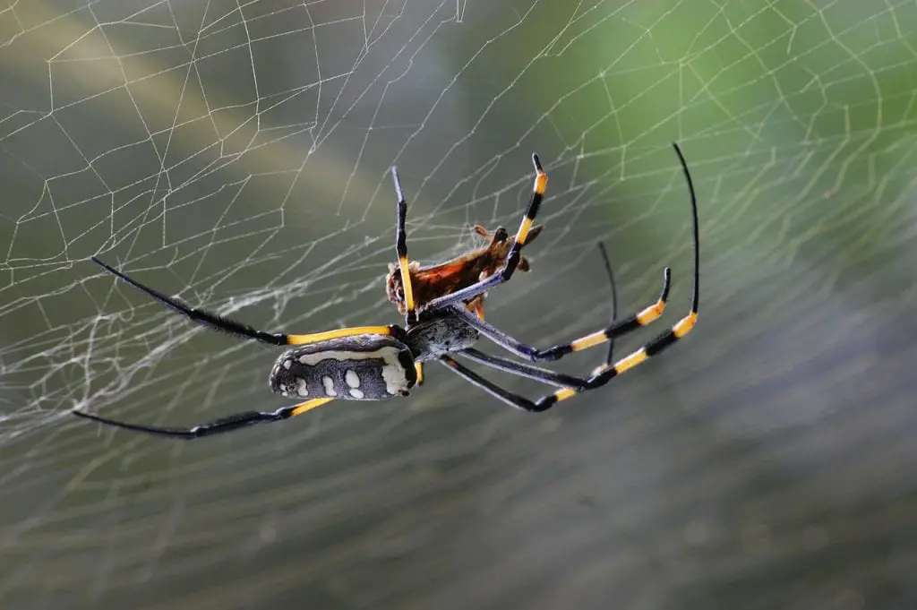 How to repel spiders | Gardening On