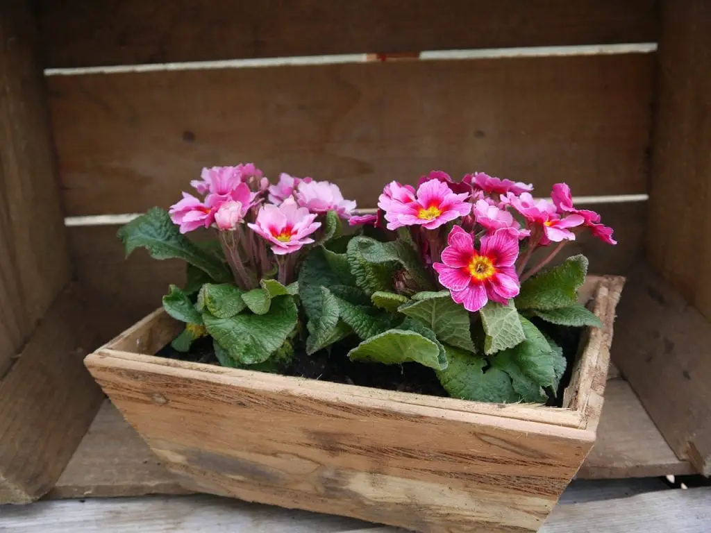 What to plant in a planter