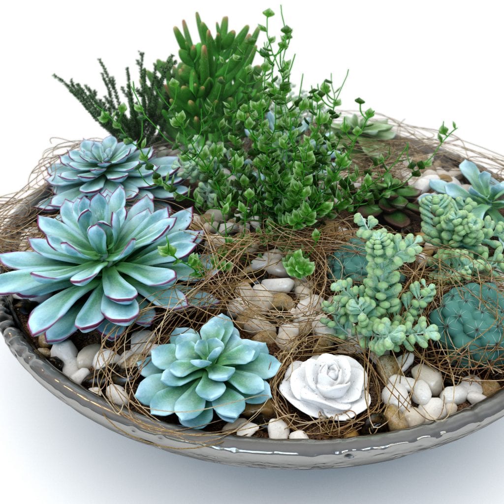 How to make a composition of cactus and succulent plants