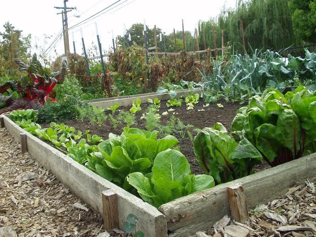 How to make a vegetable garden in the garden