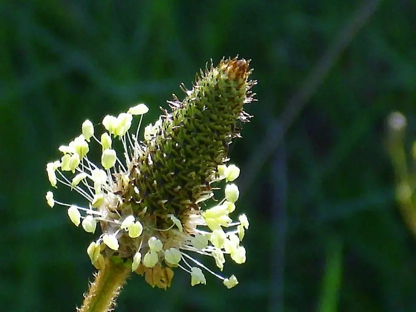 The inflorescence of plants | Gardening On