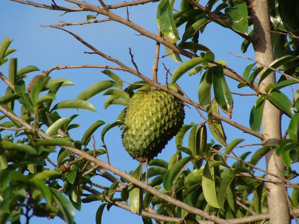 What tree produces soursop? | Gardening On