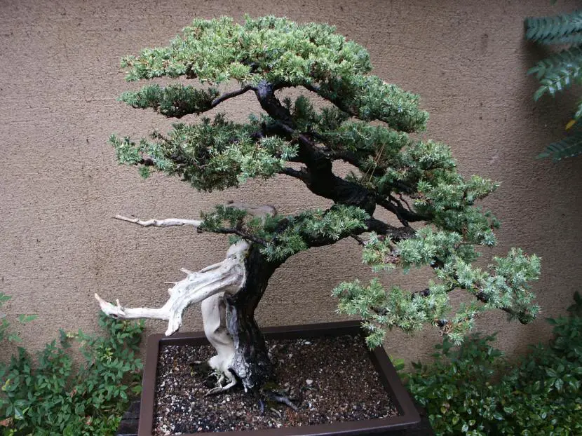 What are the species suitable for bonsai?