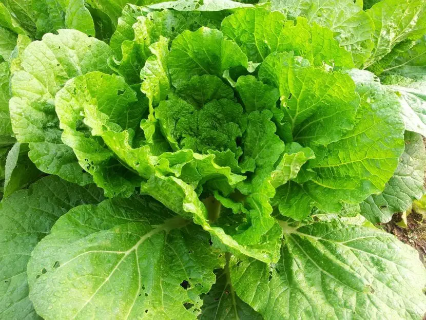 Chinese cabbage cultivation | Gardening On