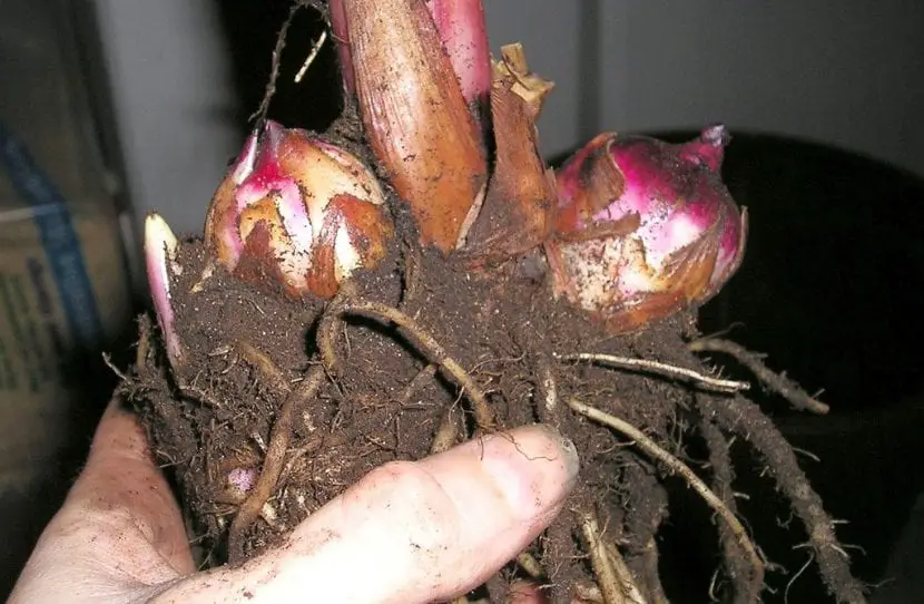 What are rhizomes? | Gardening On