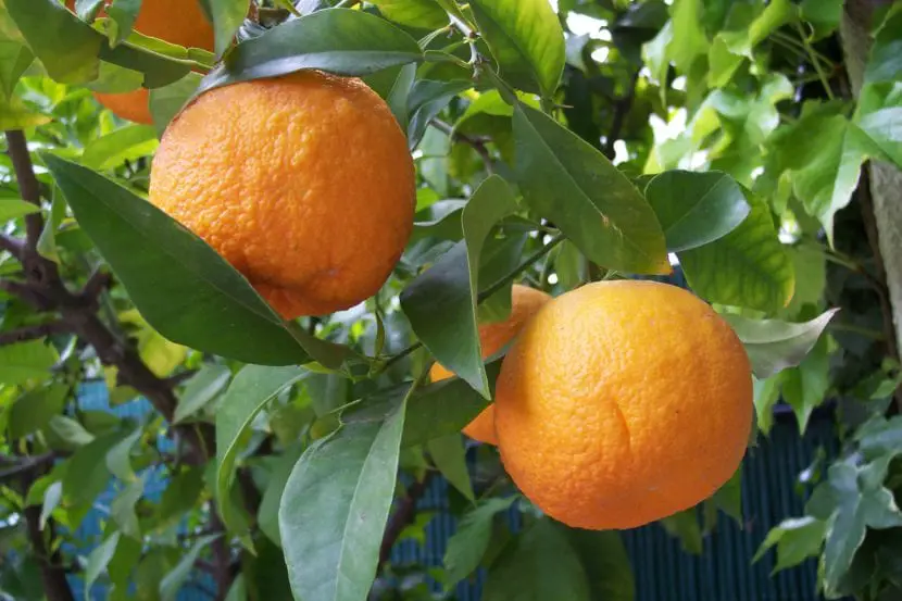 Orange tree care guide | Gardening On