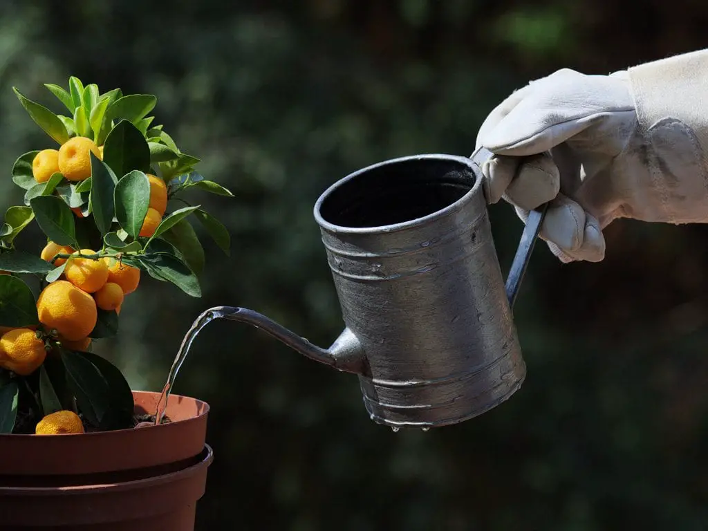 Horticultural Therapy: caring for plants for health