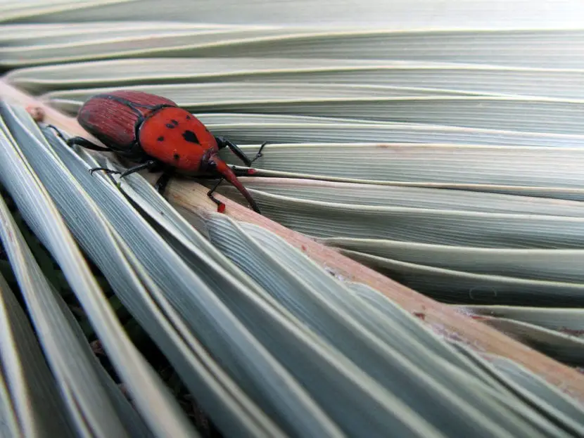 Red palm weevil treatments: natural and chemical remedies