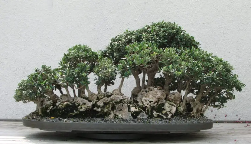 Olive bonsai care guide | Gardening On