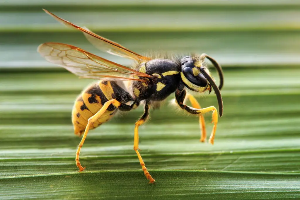 Traps Tricks and Tips to Kill Wasps