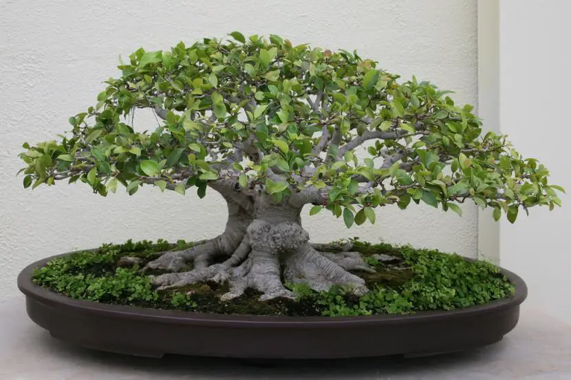 Ficus microcarpa bonsai, advice on its cultivation