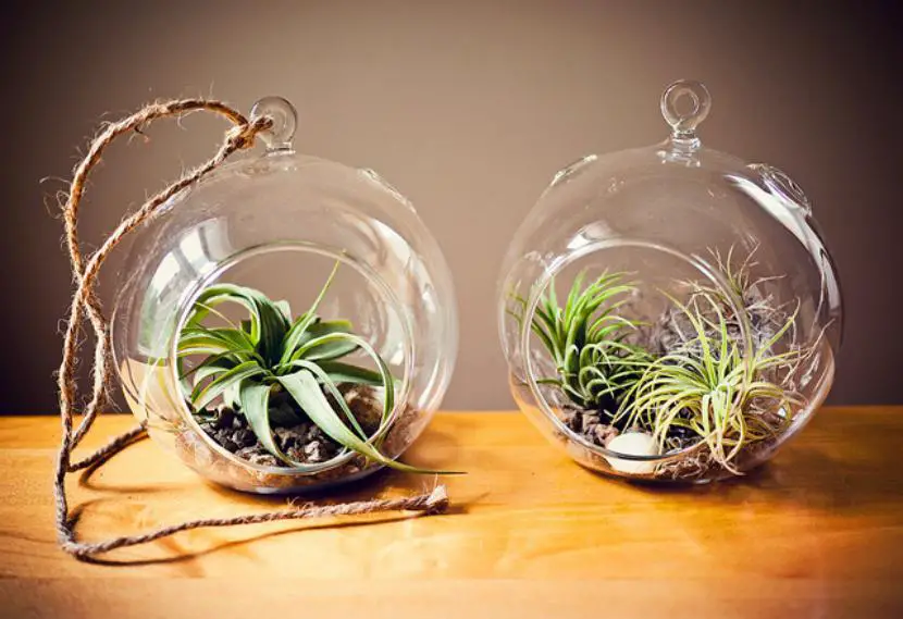 Sources of inspiration to create your terrarium