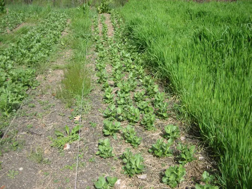 What is green manure and how is it made