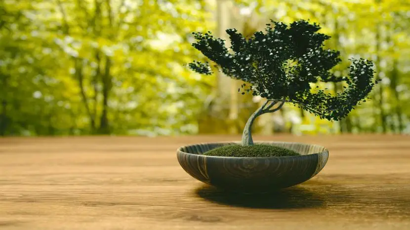 Bonsai care in spring and summer