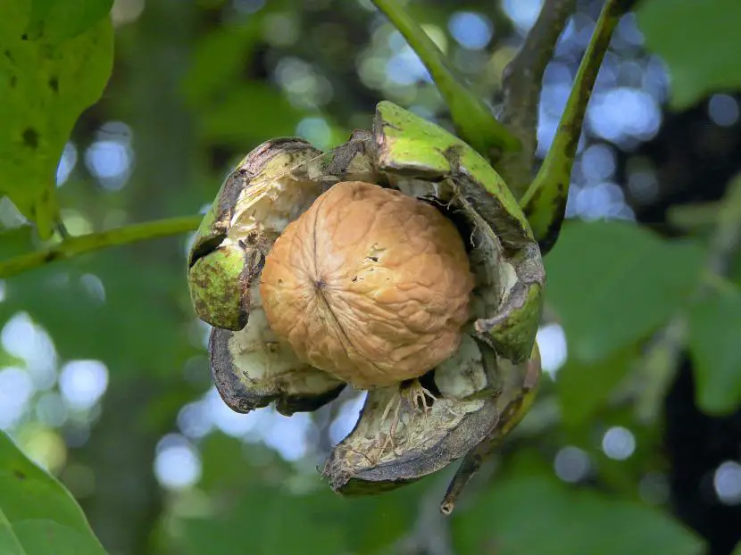 How is walnut cared for?