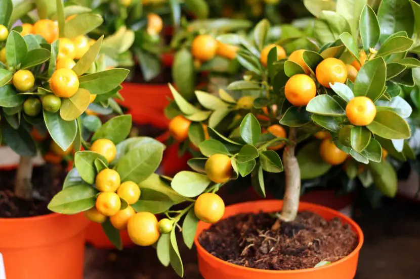 Dwarf fruit trees: how are they cared for?