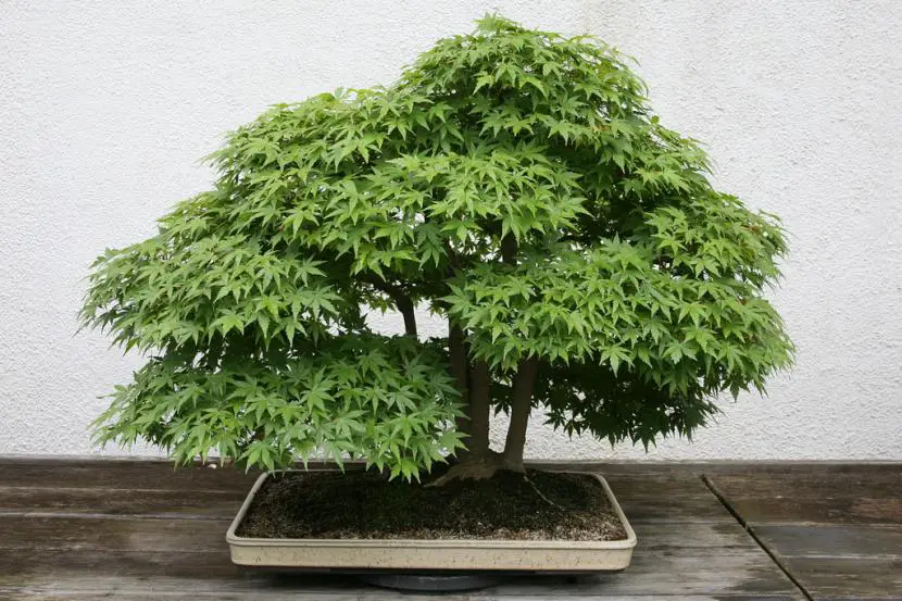 Tips for making a bonsai