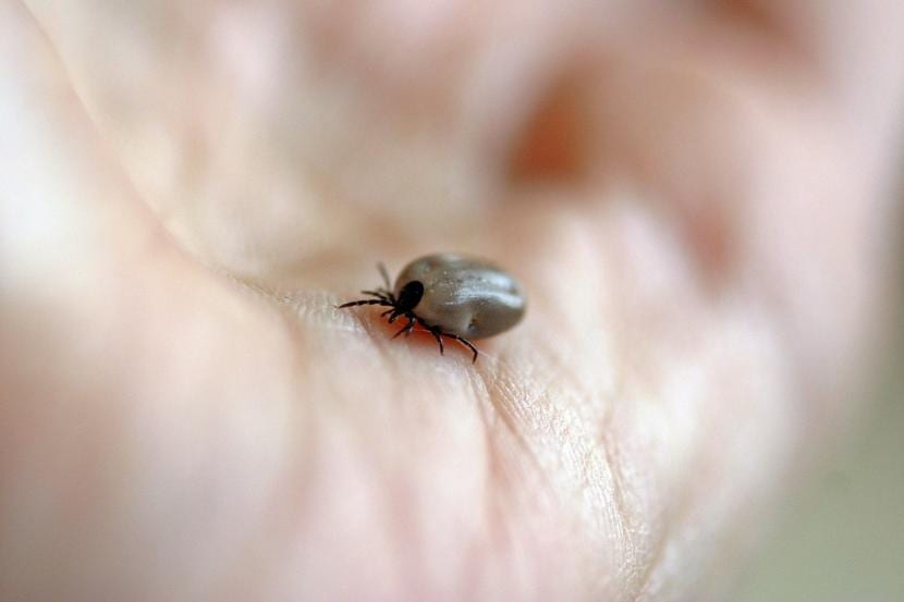 How to remove fleas and ticks from the garden