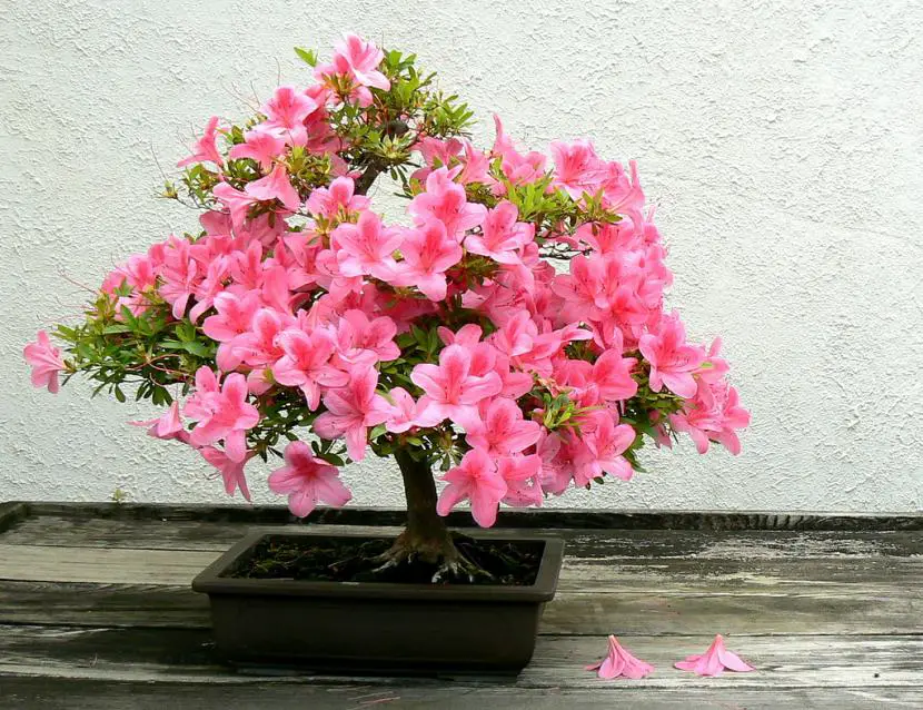 Indoor bonsai care | Gardening On