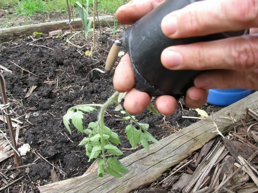 How to transplant seedlings | Gardening On