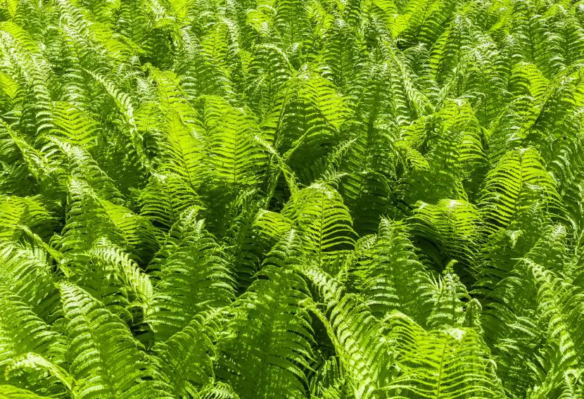 Selection of ferns for indoor use