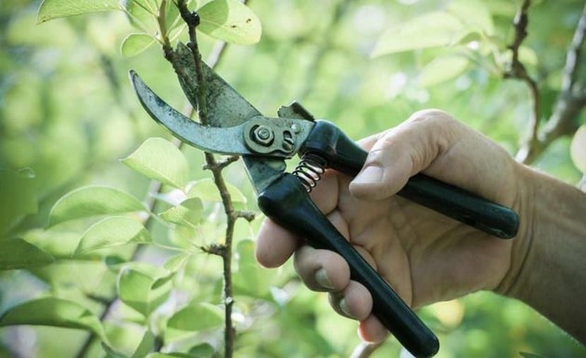 The types of pruning | Gardening On