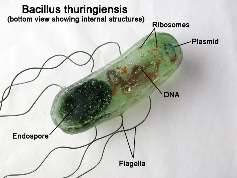 What is Bacillus thuringiensis? | Gardening On