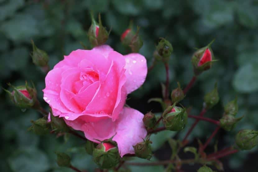 How to prevent fungus in rose bush