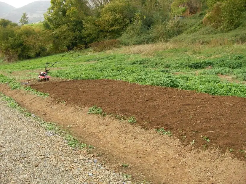 How to prepare the land for sowing in winter