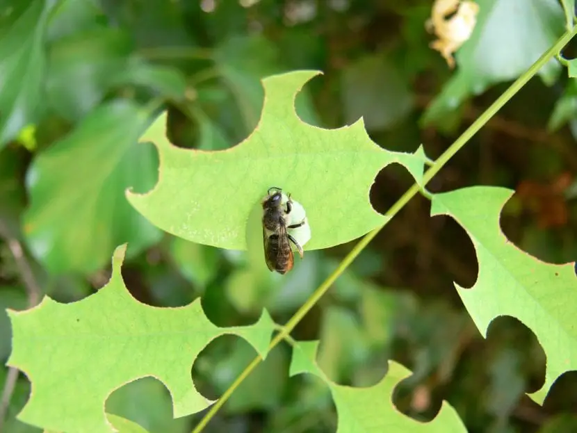What and what are the damages caused by the leaf cutter bee?