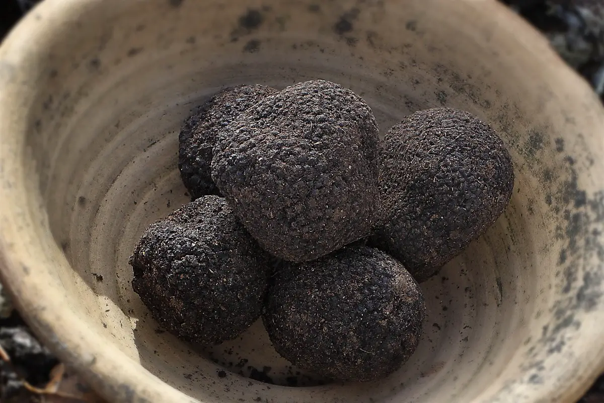 Black truffle: an authentic and delicious delicacy
