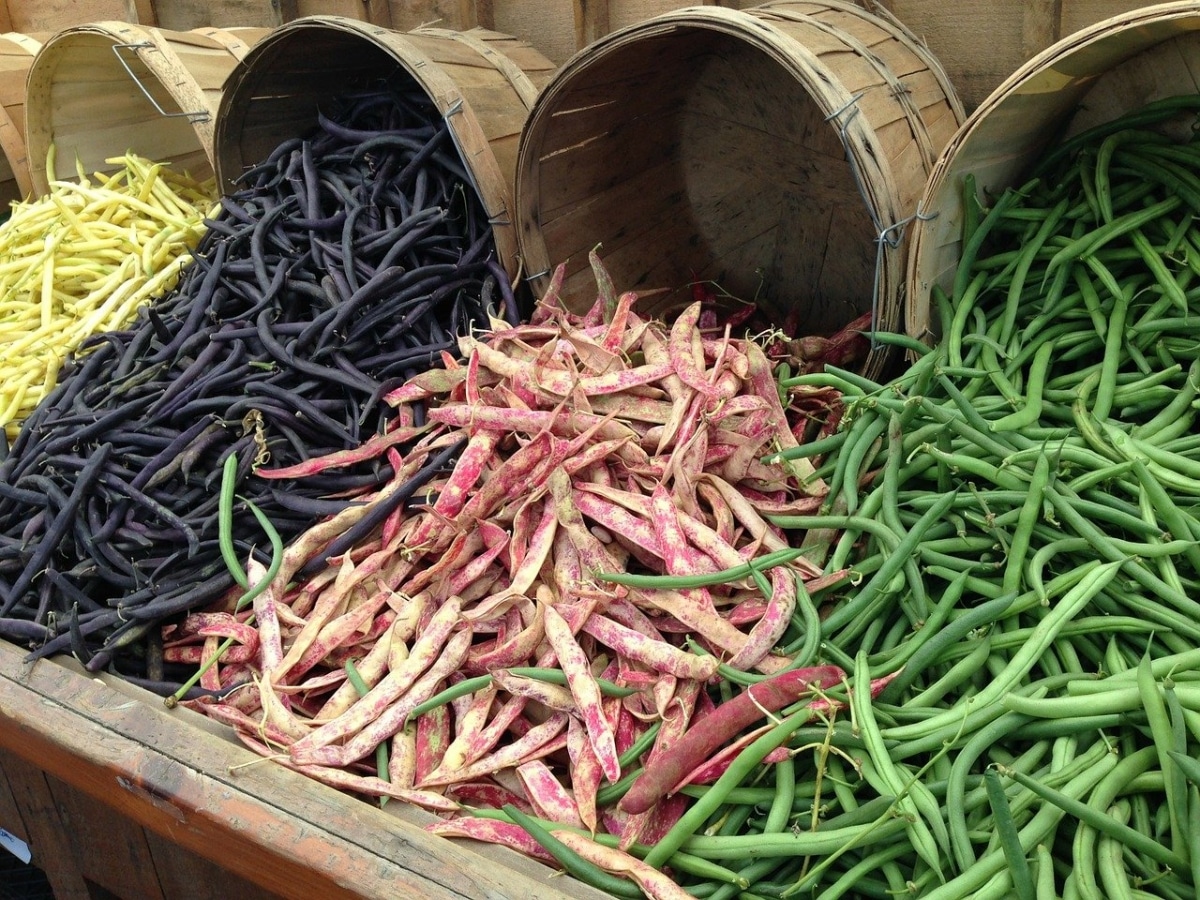 What are legumes? | Gardening On
