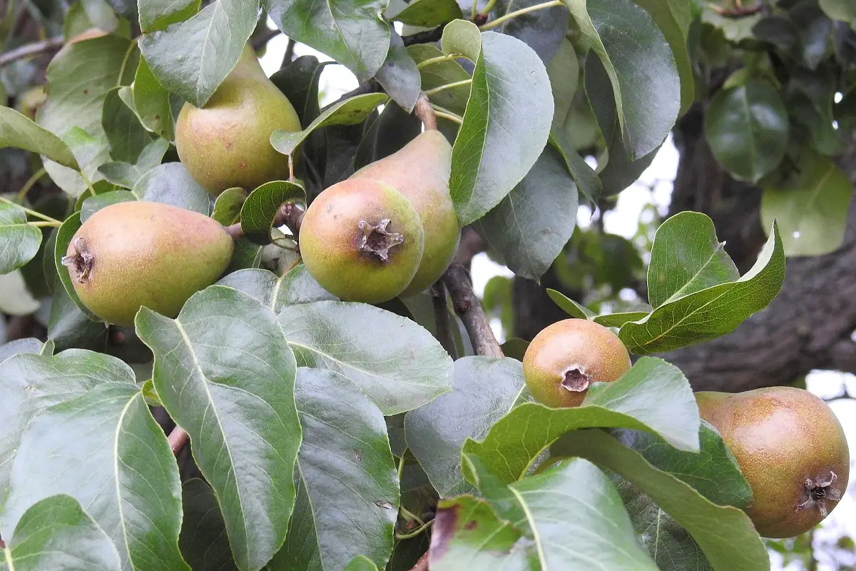 Pear tree diseases: characteristics and symptoms