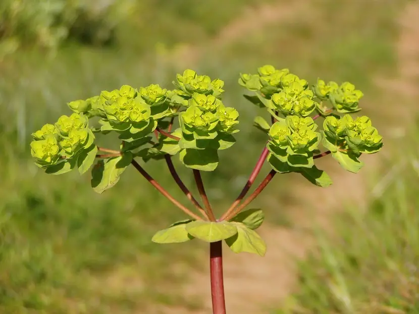 Euphorbia helioscopia: characteristics, uses and care