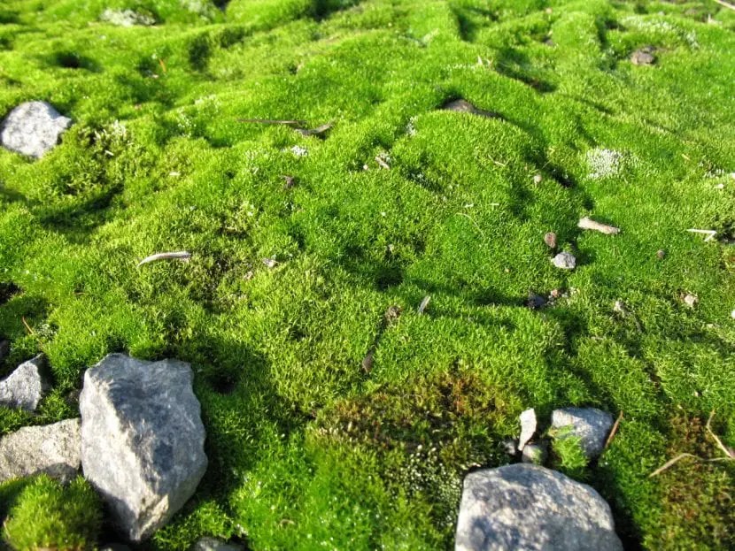 What is moss? | Gardening On