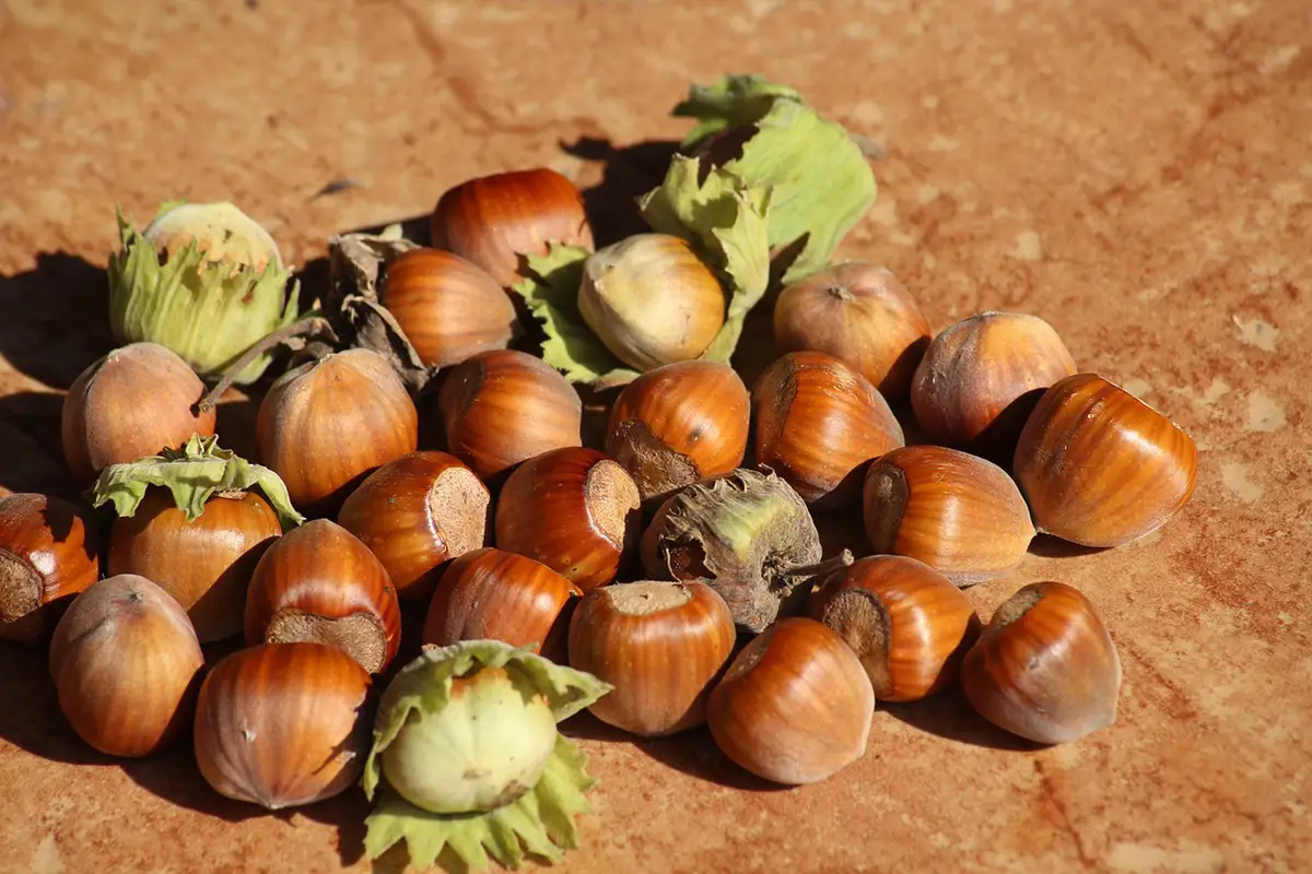 Hazelnut: How long does it take to bear fruit, how are they consumed and types of hazelnut