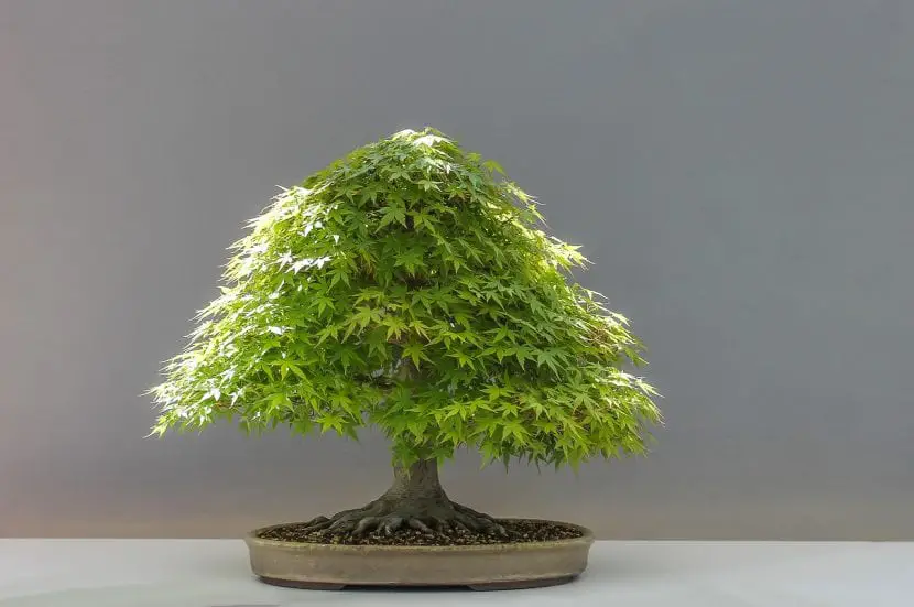 What do bonsai trees have to be like?
