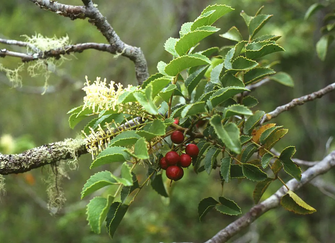 Chilean hazelnut, a frost resistant fruit tree