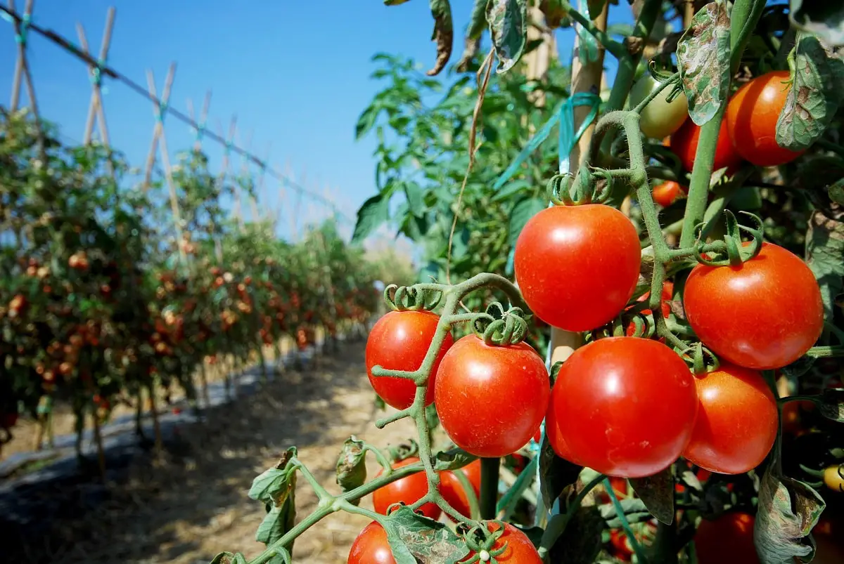 How to prune tomato plants so they don’t grow: the best tips
