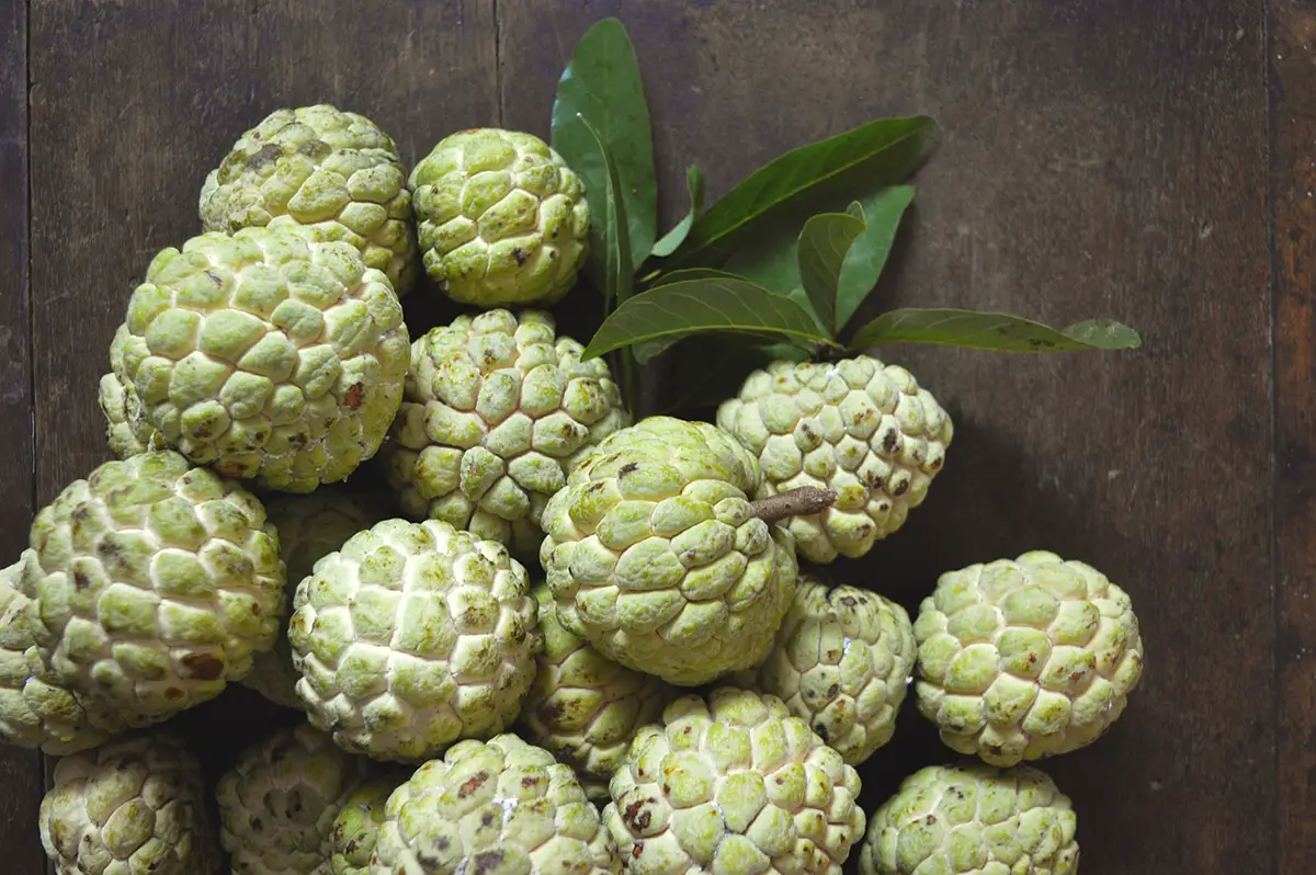 Planting custard apple: How, when and aftercare