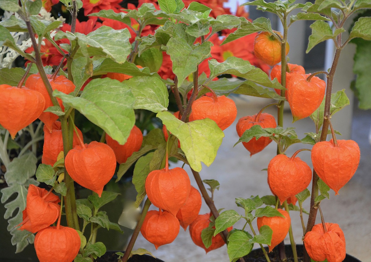 Physalis: Step-by-step cultivation, when to plant it and how to care for it