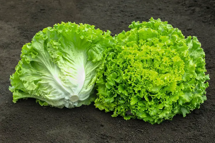 Characteristics and properties of batavia lettuce (Lactuca sativa)