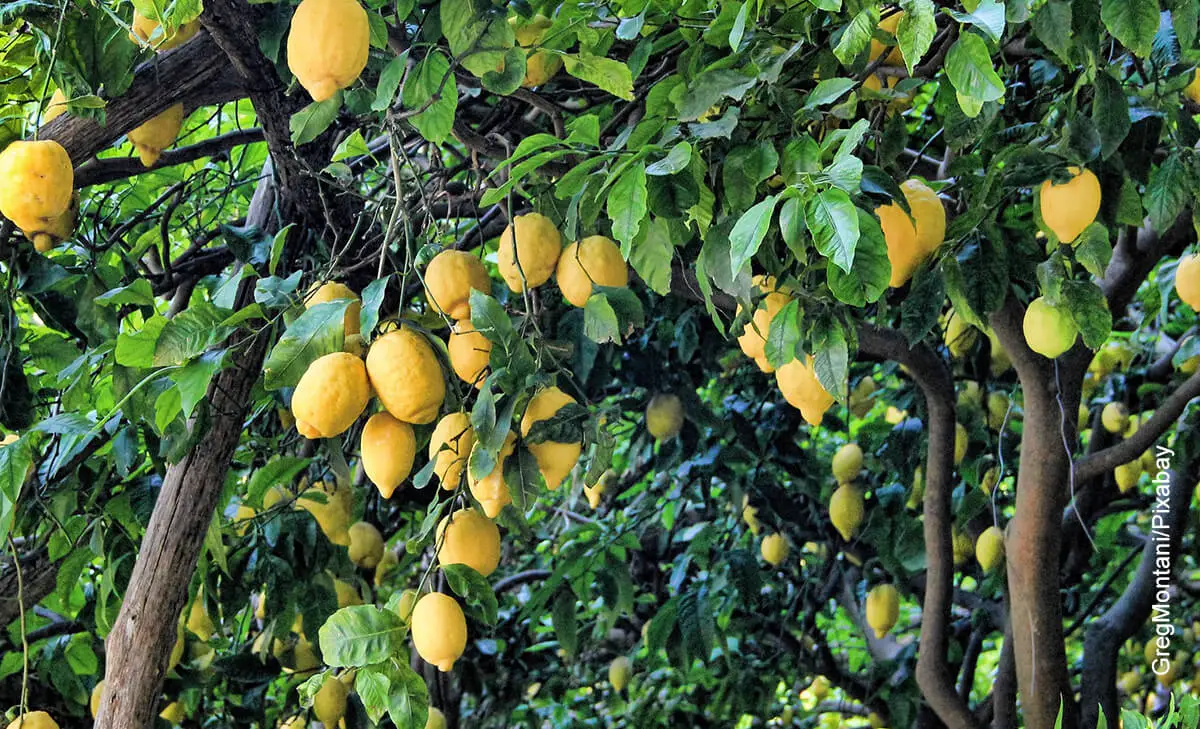 Characteristics of the lunero lemon tree: everything you need to know