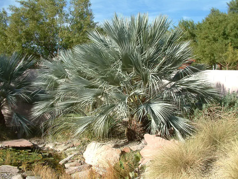 Know everything about the blue palm tree or Brahea armata