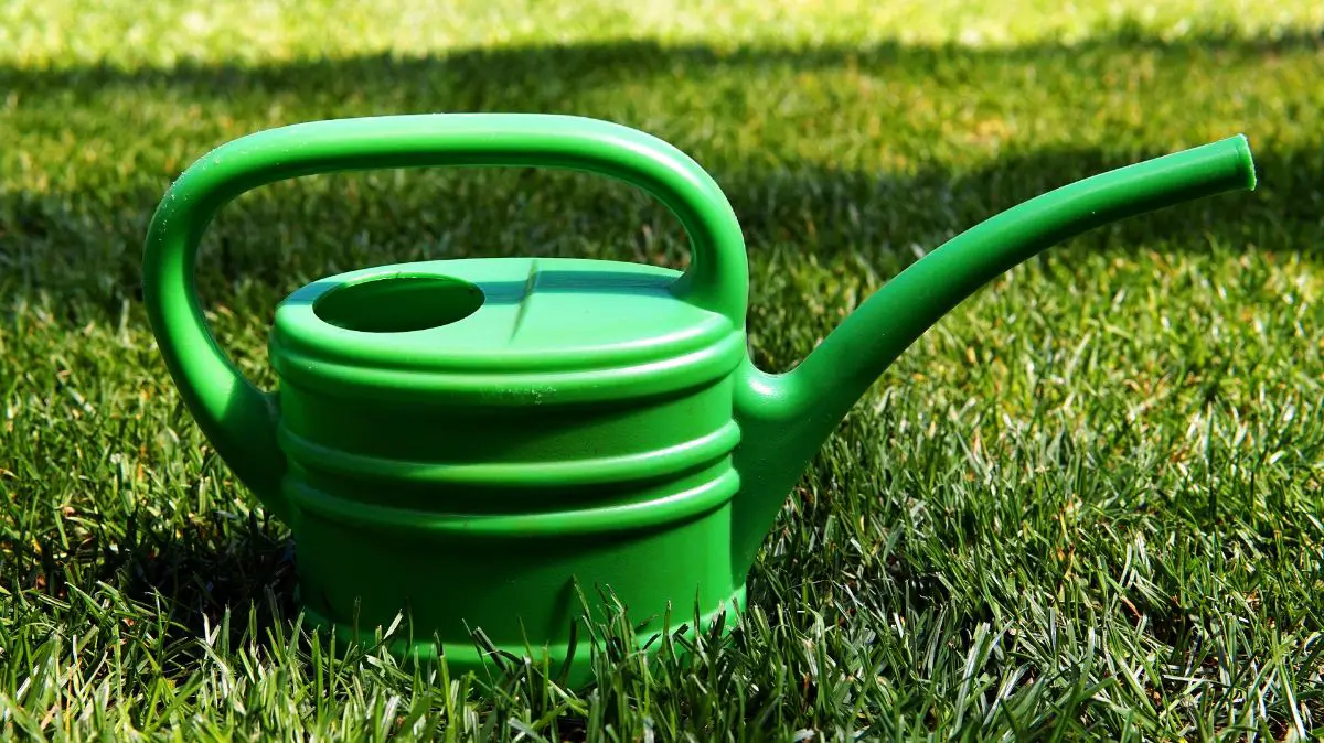 How to buy a good quality bonsai watering can